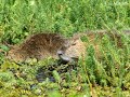 Nutrias Coipo en su Nido - cama acuática - Islas Humedal Rio Parana