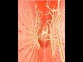$3000 endoscopy, avoid endoscopy, swallowing problems, dysphagia, esophagus, peristalsis, medical