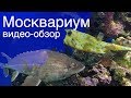 Москвариум (московский океанариум) - видео обзор от Зверушки на Опушке