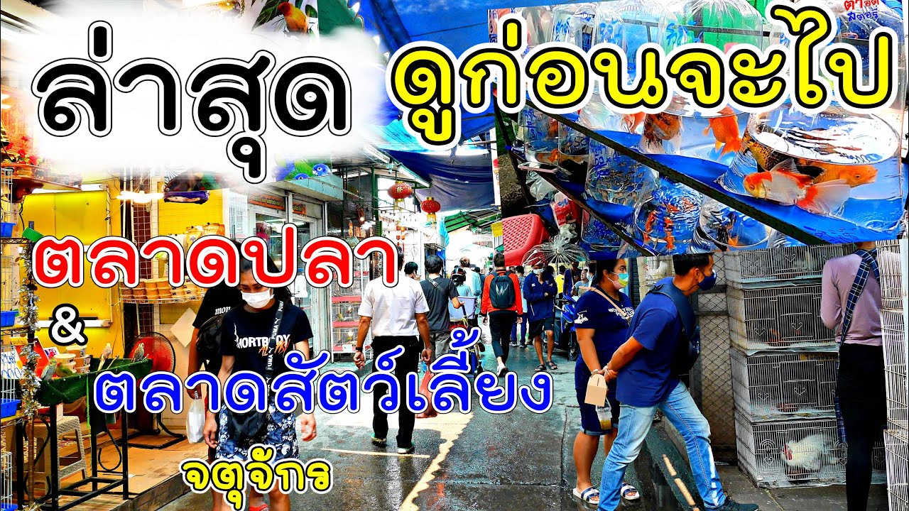 ล่าสุด!!! ตลาดปลาสวยงาม กับ ตลาดสัตว์เลี้ยงจตุจักร เป็นอย่างไร?