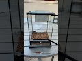 Brand *NEW* Enclosure For Super Rare Geckos! #shorts #animals #reptiles