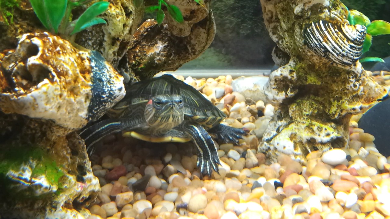 Turtles in aquarium YouTube