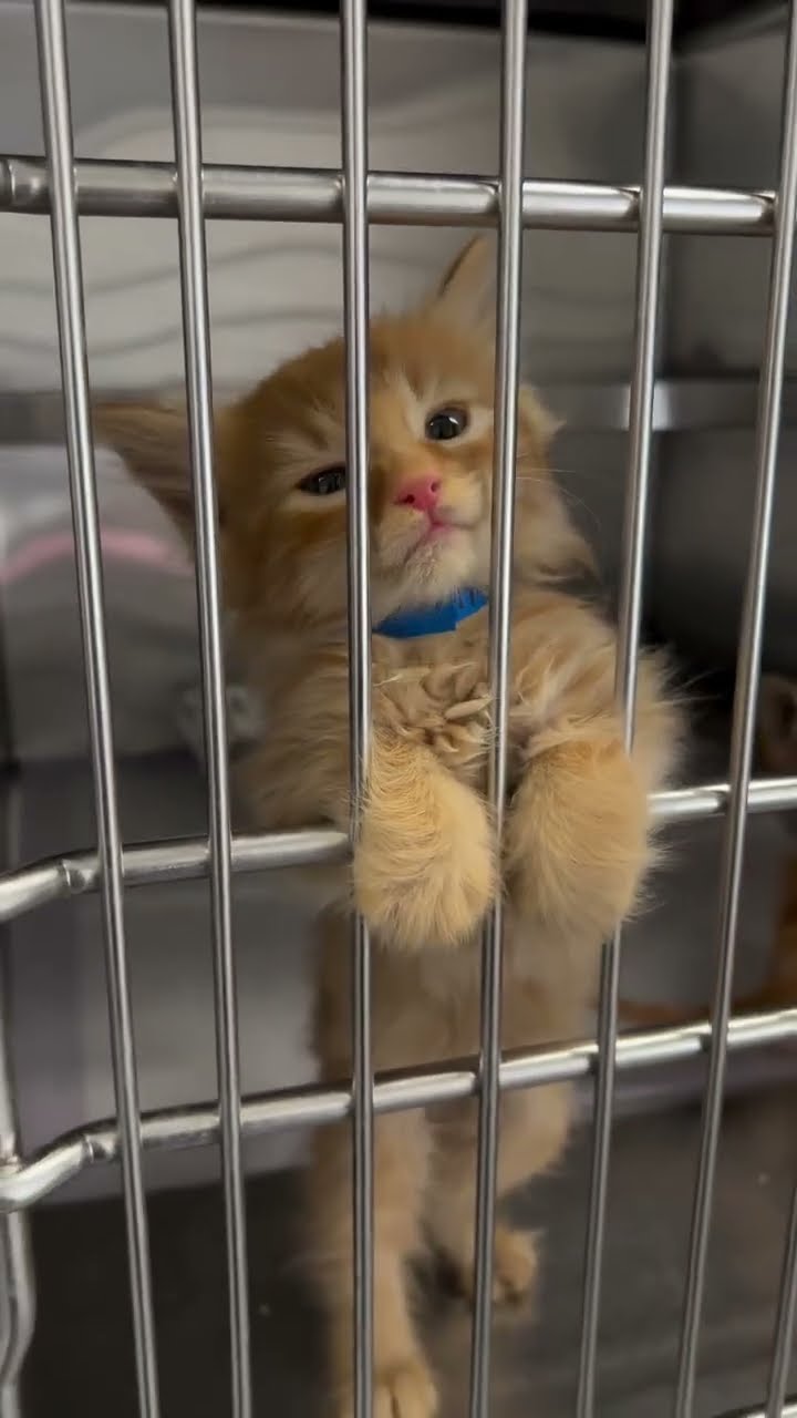 Bébé chaton oronge top vidéo