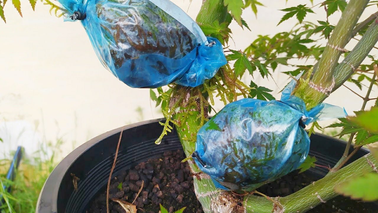 Acodo aéreo Acer palmatum