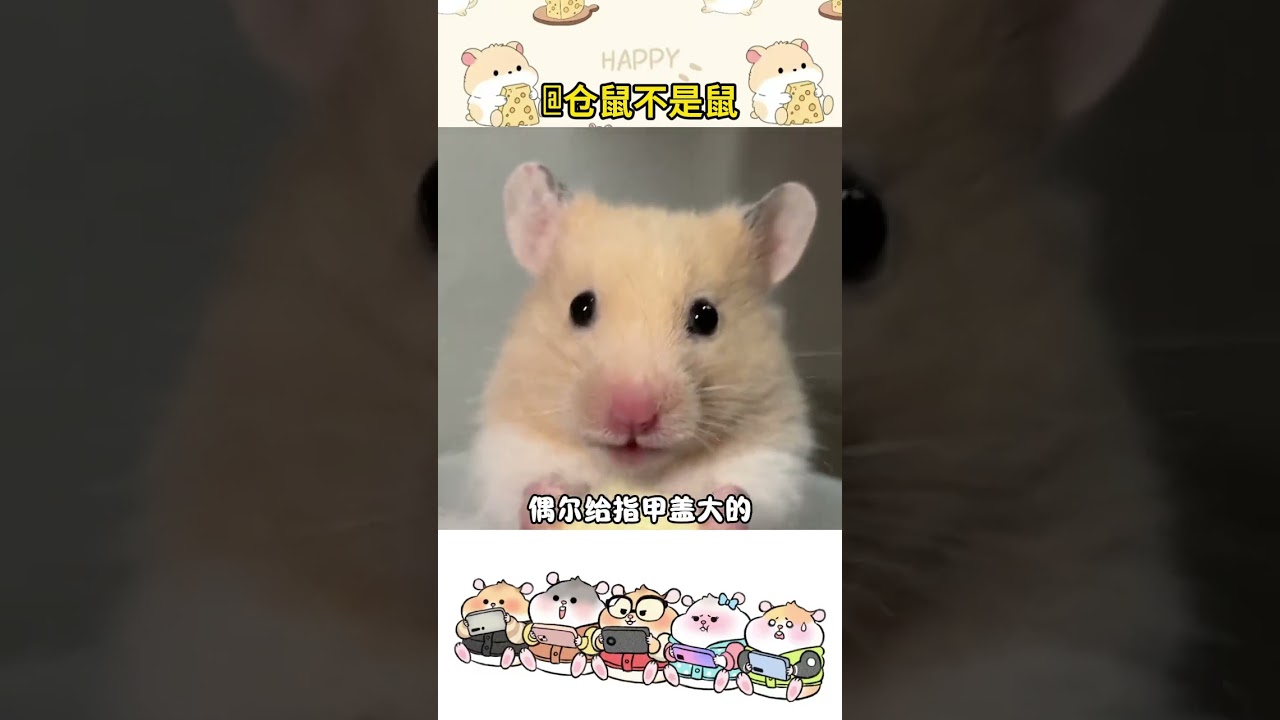 How can hamsters be happy#Golden Thread Bear#Daily sharing of rat keeping#The daily life o