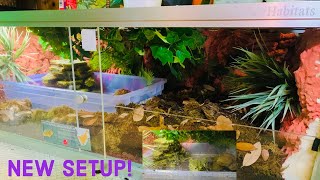 Pixie Frog Enclosure Upgrade to Zen Habitats!!!