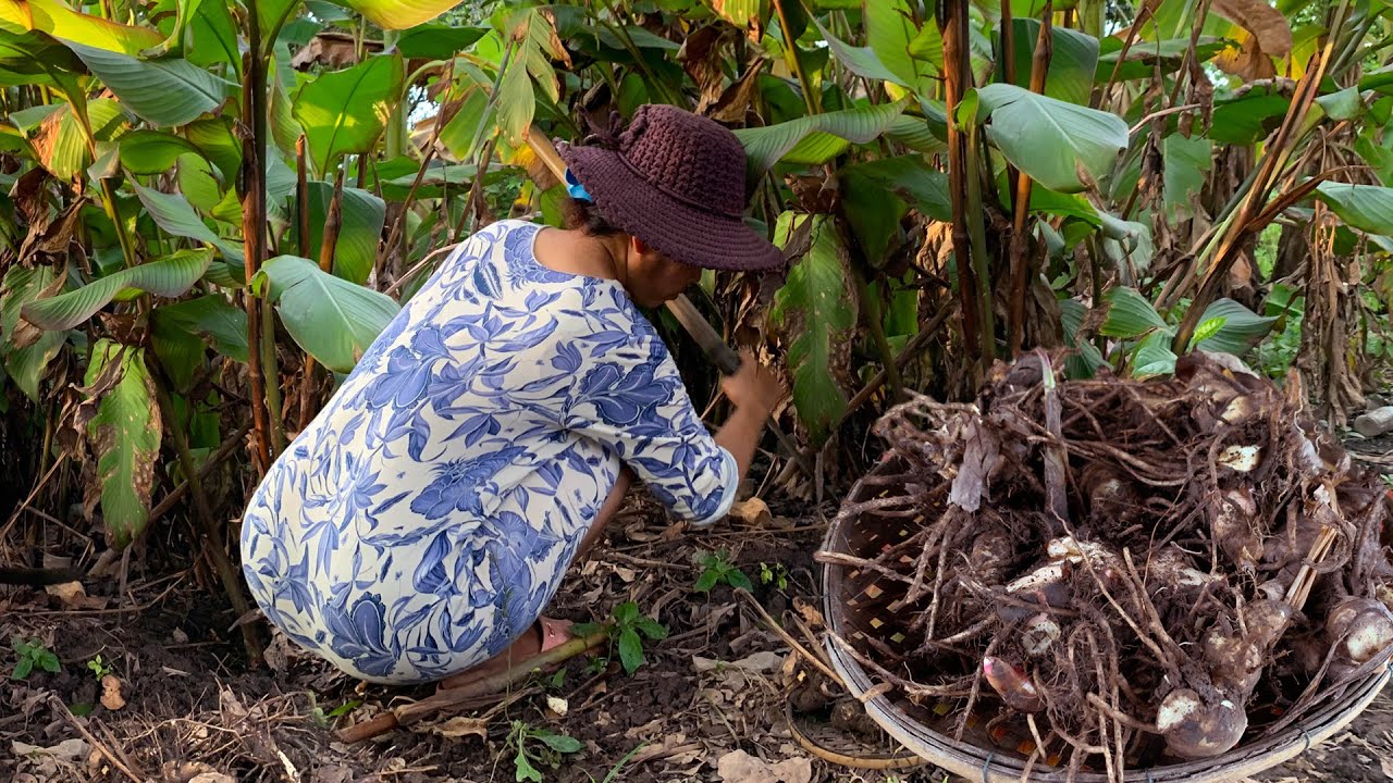 Digging arrowroot plant,  Easy and  Simple Arrowroot Recipe prepare, The Villager