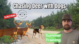 Running Deer with Dogs | 2024 Summer Training | Eastern NC
