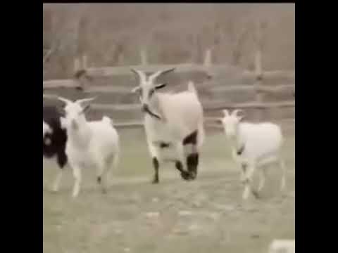 🧐 Стадо баранов всегда управляется козлами ... - YouTube