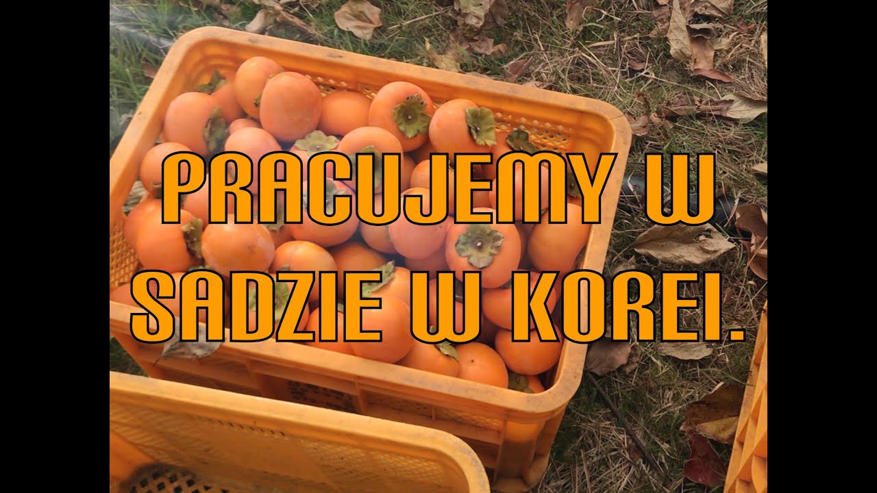 W KOREI. KOREAŃSKA JESIEŃ. Po polsku Po koreańsku
