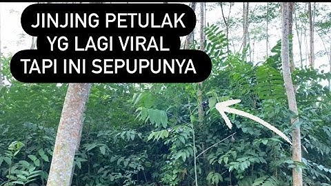 MIKAT JINJING PETULAK  TERNYATA YG KENA JINJING BATU