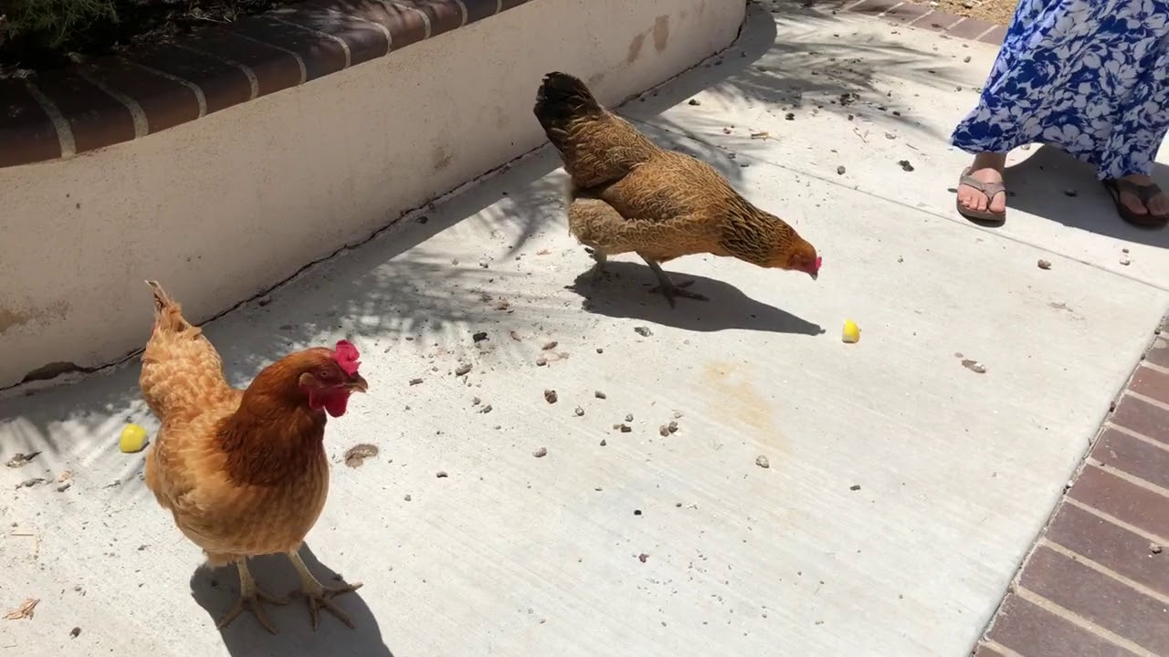Chickens eating lemon YouTube