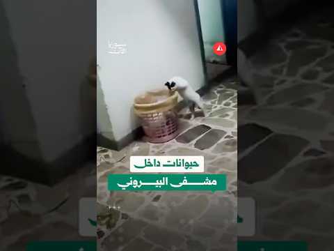 رصد قطة في قسم العلاج الكيماوي بمشفى البيروني لمعالجة أمراض السرطان في دمشق