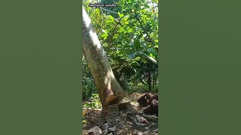 cutting down big trees on a bright morning#lumberjack#wood#chainsaw#shortvideo