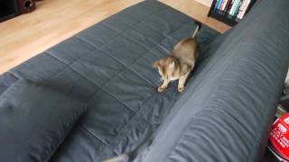 cat attacks vacuum monster