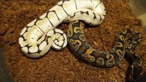 What tub size to use?  Moving snakes to new tubs.