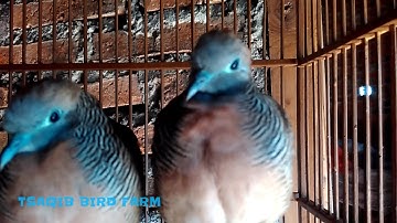 Menjodohkan Perkutut Lokal Alam by Tsaqib Bird Farm