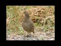 2010 17* NZ 2 Californian Quail