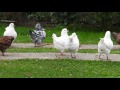 حمام الكنج الامريكي العملاق pigeons king