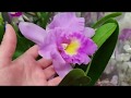 Обзор орхидей в ОБИ МЕГА Белая дача. Москва