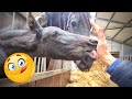 Racing, being tied up, cuddling. Sleeping. Escape | Friesian Horses