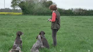 German Shorthaired Pointer Retrieving  improving focus on dummies