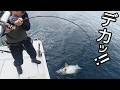 青物30キロを漁協に卸したらとんでもない金額に‼