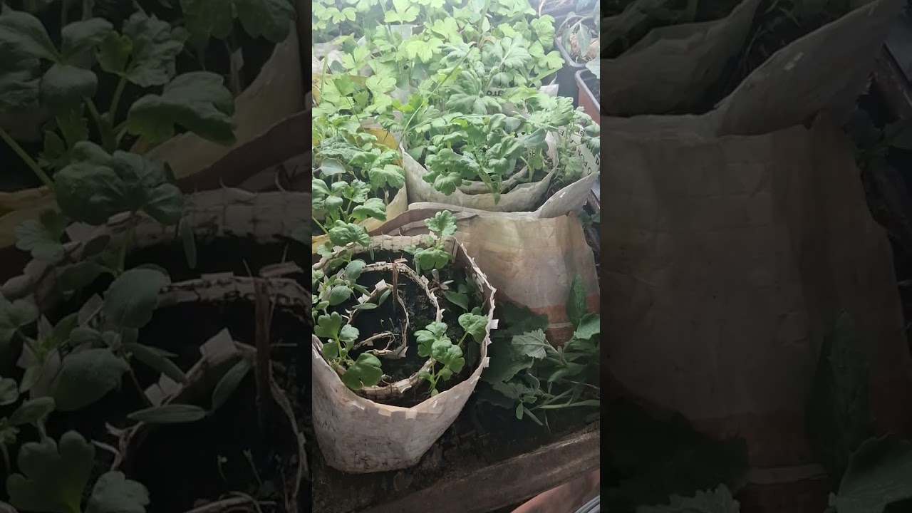 Zone 5 things that are growing in February on the flower farm.