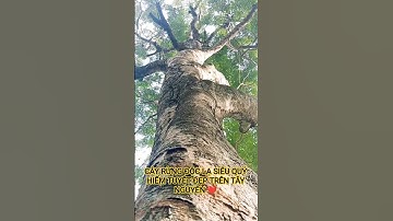 CÂY RỪNG ĐỘC LẠ SIÊU QUÝ HIẾM TUYỆT ĐẸP TRÊN TÂY NGUYÊN HÙNG VĨ