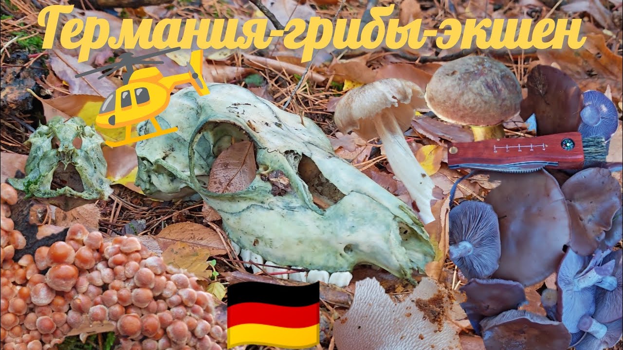 Почти зима в Германии 🇩🇪❄️: фиолетовая рядовка, вертолёт над головой 🚁 и черепа 💀