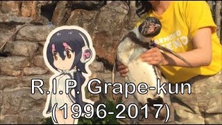 Rest In Peace Grape-kun グレープ君 (1996-2017) グレープ君 検索動画18 Rest In Peace Grape-kun グレープ君 (1996-2017) グレープ君 検索動画 18