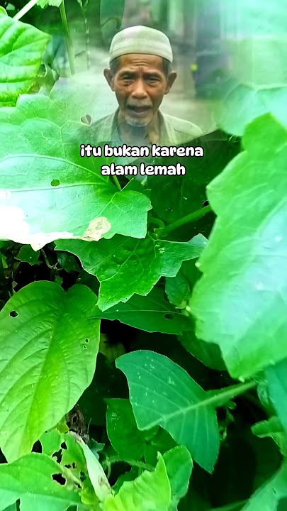 Jika alam ini hancur itu bukan karena alam itu lemah #quotes #nasehatdirisendiri #jagaalam