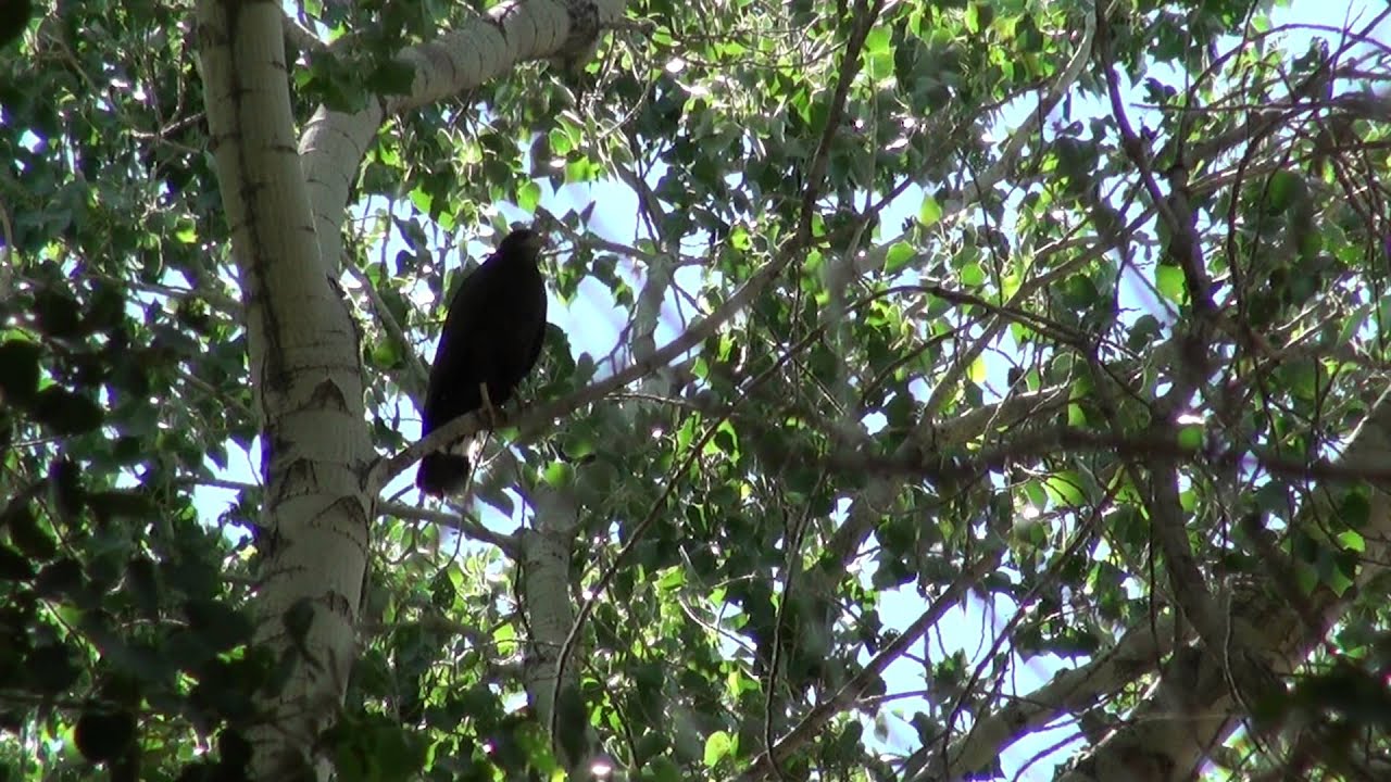 Common black hawk in Utah Buteogallus anthracinus 