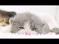 【かわいい猫動画】生後13日目 病院に行ってきました。