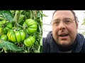 Pomodoro Costoluto 22/3/22 | Doppi e Diretti 1×1