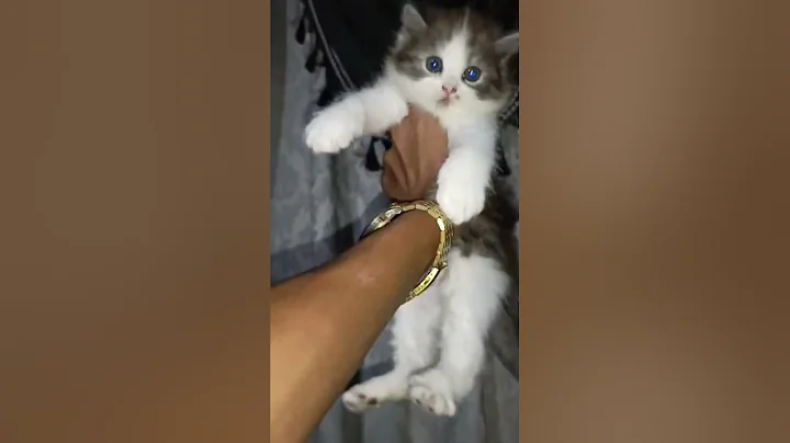 Video 11203831: persian kitten blue eyes, cutest persian kitten, cats catlover kitten, cute baby kittens playing