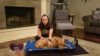 Raindrop Technique for Dogs w/ Katie Carlson