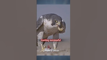 (the best) peregrine falcon vs pigeon