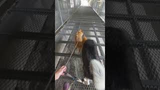 Kigo firstime walk in bridge of tin, he's not afraid.