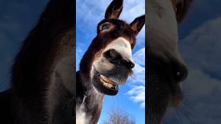 Donkey Music 🎵🎵 #animal #doneky #dj #music