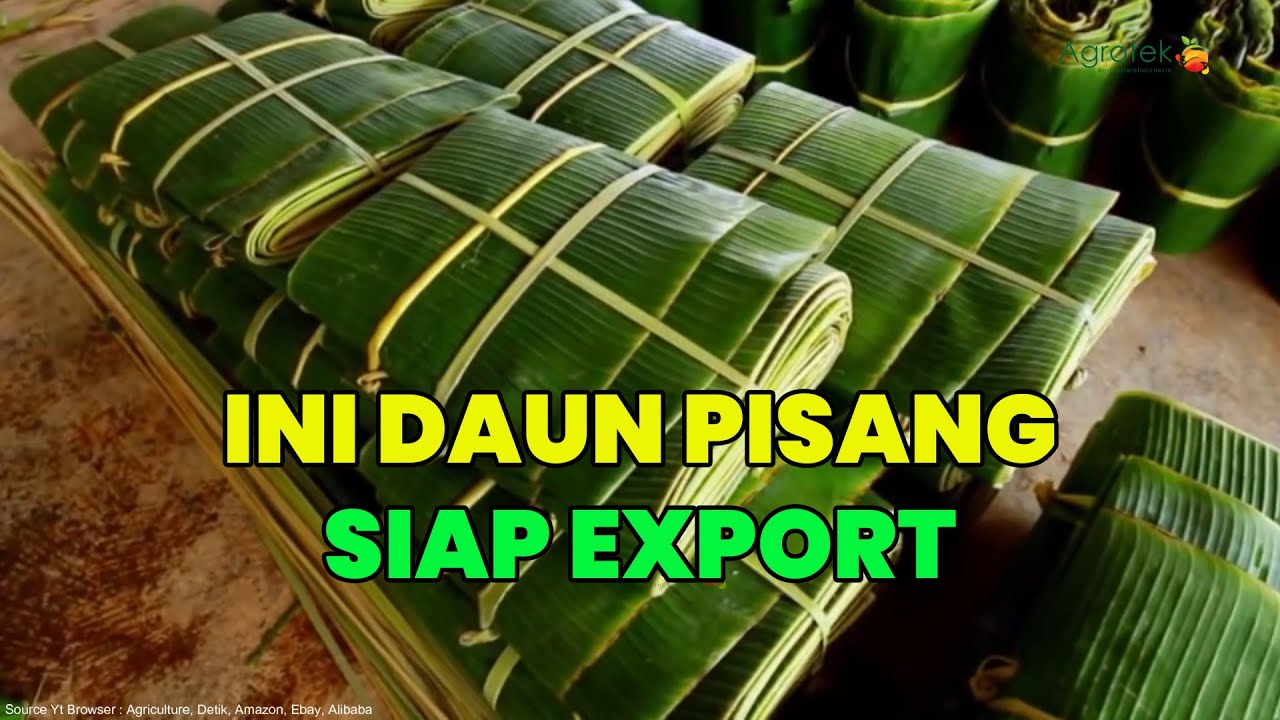 Agrotek | Daun Pisang Siap Export Dan Ini Tips Cara Export Daun Pisang