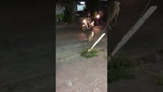 Stray Dog Stunt (wait for it) || ViralHog