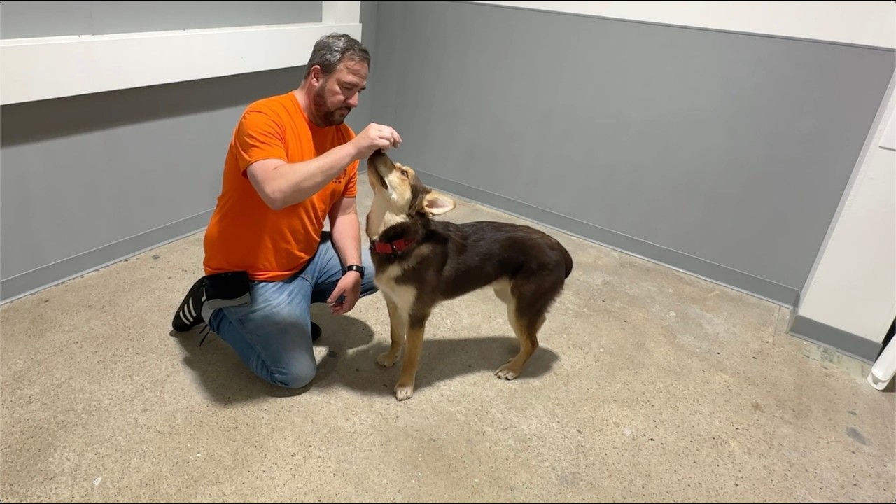 Dogcue Dog Training Tip - How to Introduce a Cue to a Dog Easily - YouTube