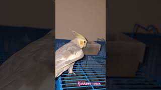 kukkooo searching her buggies friend #trending #cockatiel #birdsounds #cute #instagram #funny#reels