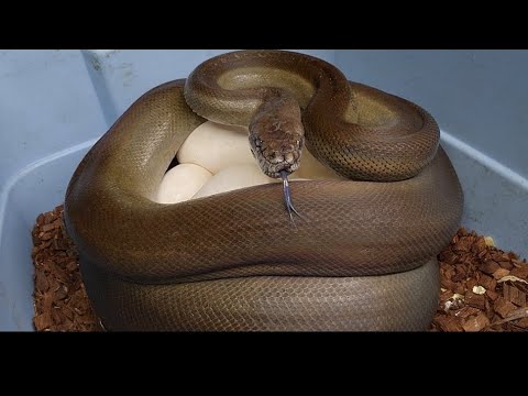 Papuan python laid eggs! 2025 Apodora Papuana.
