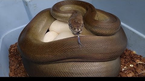 Papuan python laid eggs! 2025 Apodora Papuana.