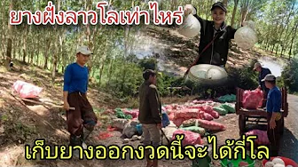 ราคายางพาราที่ไทย🇹🇭พุ่งสูงมากกิโลละ 33 บาทแต่กลับกันอยู่ที่ลาวราคาลดลง