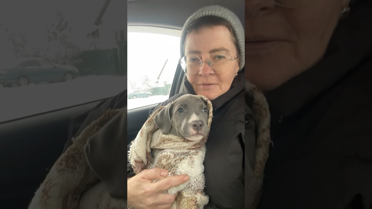 🔥БАЛЬДР IZ DOMA ERDLE бронь🔥по щенкам звоните 89832559236 