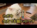 サーモンに目が眩みました。A cat is happy to receive a healthy treat.