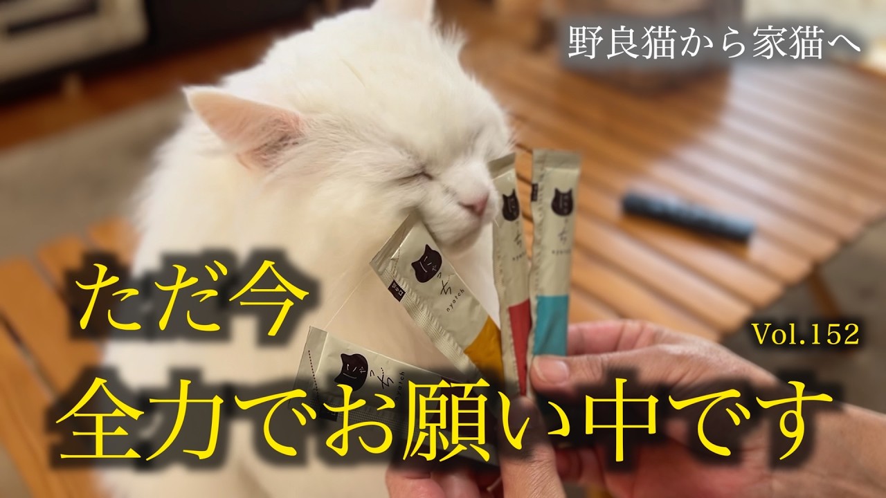 サーモンに目が眩みました。A cat is happy to receive a healthy treat.